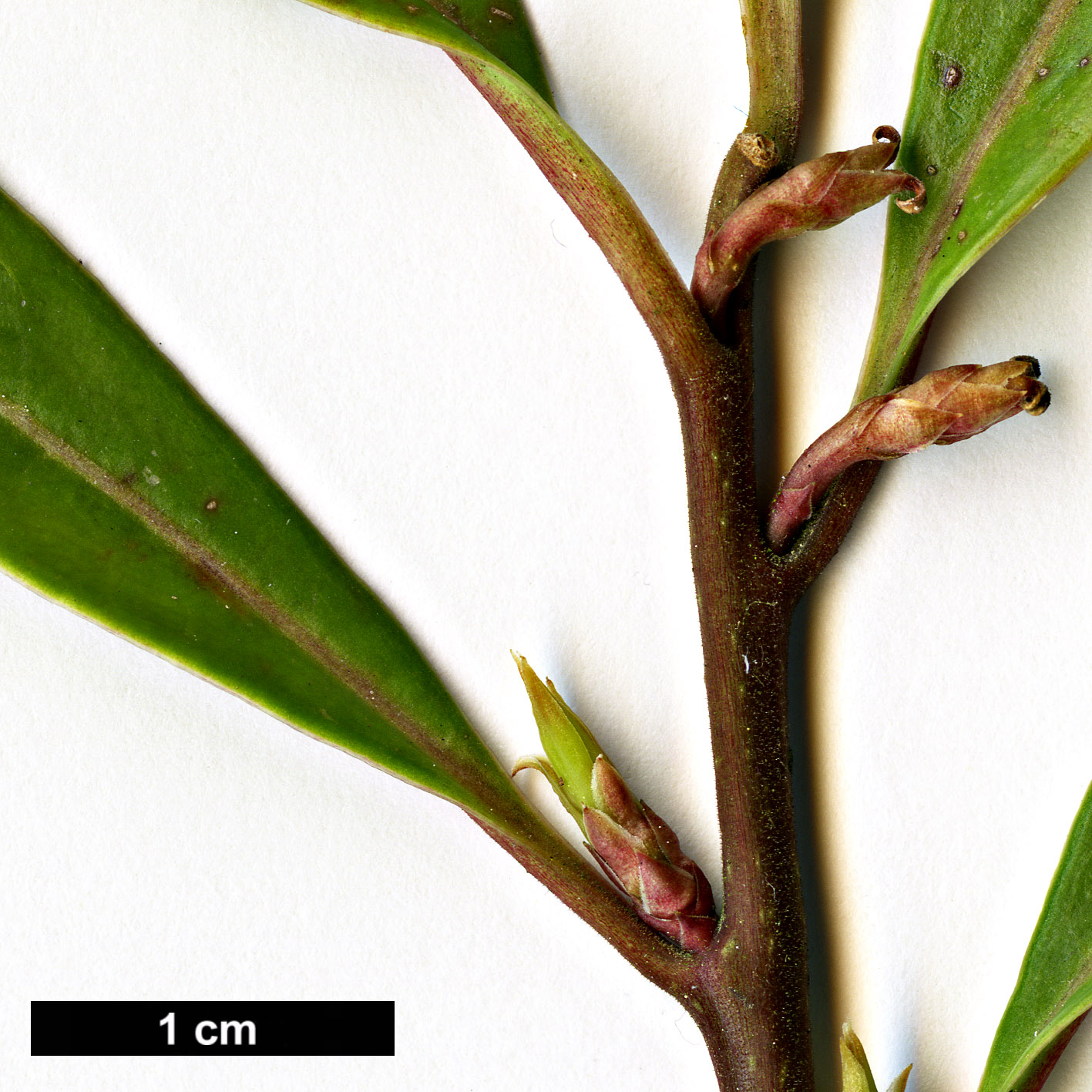 High resolution image: Family: Buxaceae - Genus: Sarcococca - Taxon: hookeriana - SpeciesSub: var. digyna 'Purple Stem'